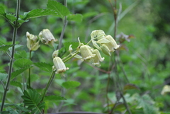 Clematis rehderiana