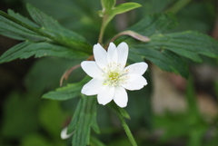 Eriocapitella rivularis