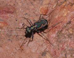 Cicindela radians