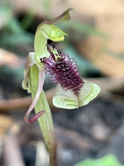 Chiloglottis curviclavia