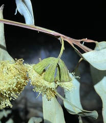 Eucalyptus planchoniana