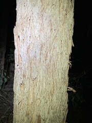 Eucalyptus planchoniana