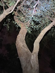 Eucalyptus planchoniana