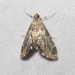 Usingeriessa
