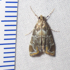 Usingeriessa