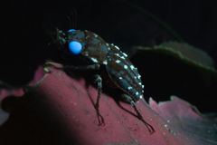 Mitophyllus
