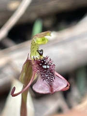 Chiloglottis curviclavia