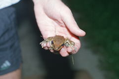 Pristimantis conspicillatus