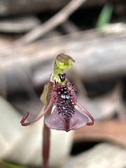Chiloglottis curviclavia