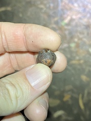 Eucalyptus baileyana