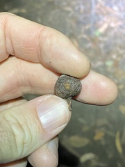 Eucalyptus baileyana