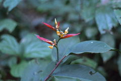 Heliconia schumanniana