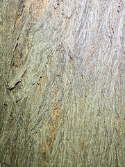 Eucalyptus baileyana