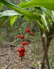 Cordyline rubra