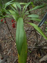 Cordyline rubra