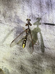 Pseudoclimaciella