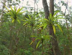 Cordyline rubra