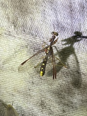 Pseudoclimaciella