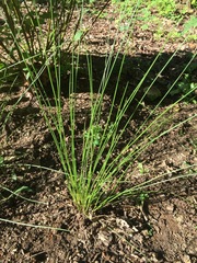 Juncus effusus effusus