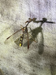 Pseudoclimaciella