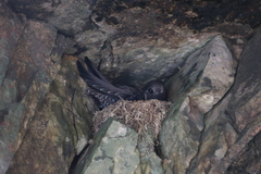 Cypseloides fumigatus