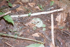 Bothrops bilineatus smaragdinus