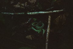 Bothrops bilineatus smaragdinus