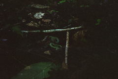 Bothrops bilineatus smaragdinus