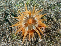 Anemonia sargassensis