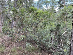 Eucalyptus curtisii