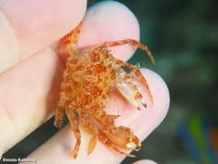 Bathynectes longipes