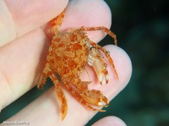 Bathynectes longipes