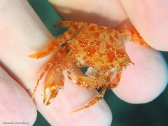 Bathynectes longipes