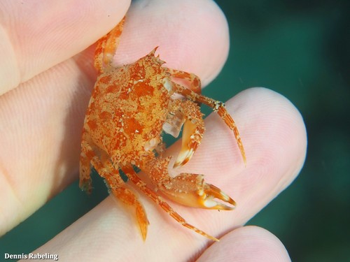 Representative image of Bathynectes longipes