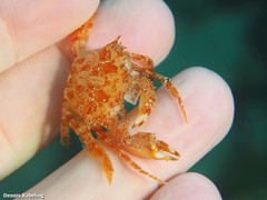 Bathynectes longipes