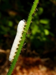 Tenthredo rubricoxis