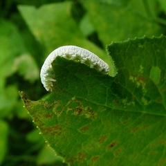 Tenthredo rubricoxis