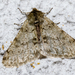 Pale Brindled Beauty - Photo (c) Alexis Lours, some rights reserved (CC BY), uploaded by Alexis Lours