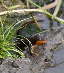 Taricha granulosa