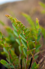 Phyllanthus alpestris image