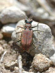 Cicindela dysenterica
