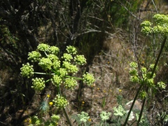 Lomatium dasycarpum dasycarpum