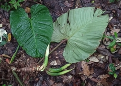 Philodendron ornatum