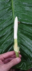 Philodendron ornatum