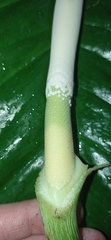 Philodendron ornatum