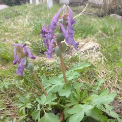 Corydalis solida
