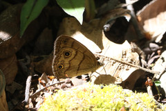 Hermeuptychia harmonia