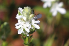 Teucrium sessiliflorum