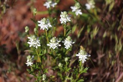 Teucrium sessiliflorum