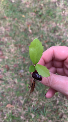 Magnoliopsida